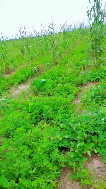 Crop Residue Feed Formulation
