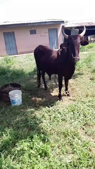 Indigenous Cattle on the Farm