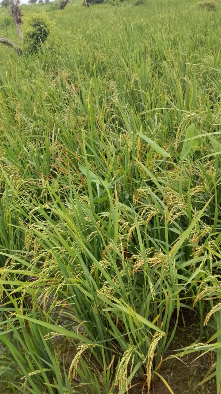 Commercial Grain and Rice Farming