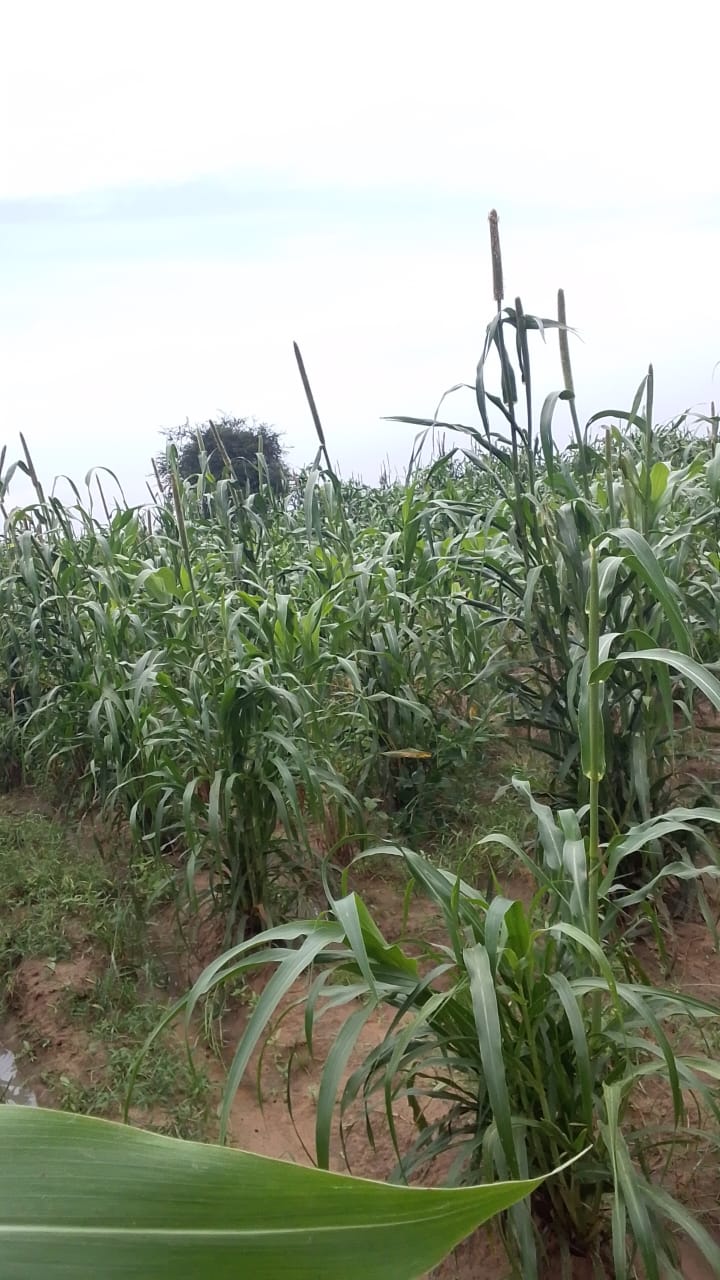 Millet and Sorghum Fields