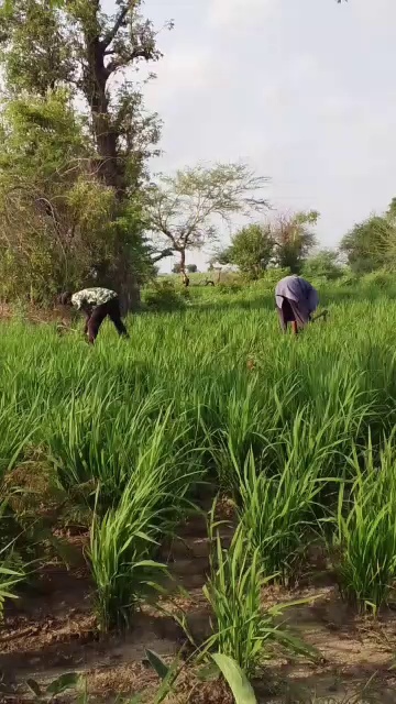 Local Farmers Weeding Rice Paddyland
