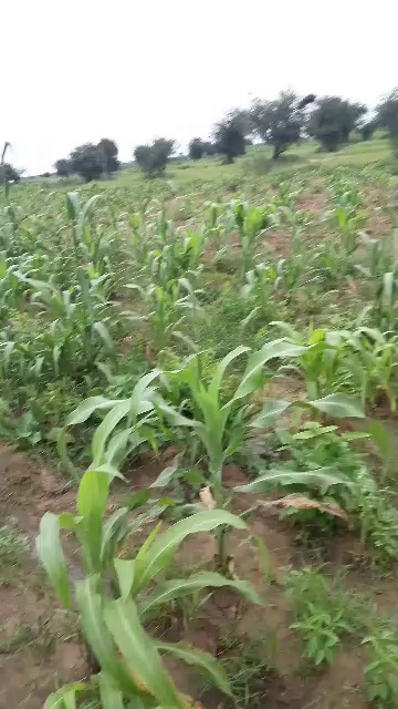 Vast Farmland Landscape